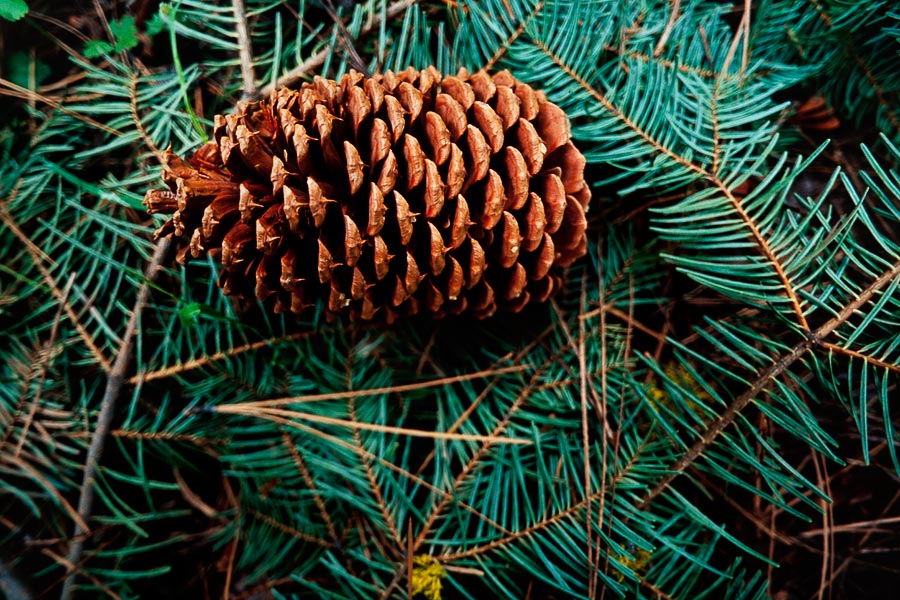 Trukee River pine cone (Day 23)