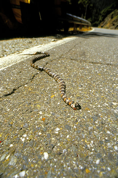 Roadkill #73, Highway 49 (Day 33)