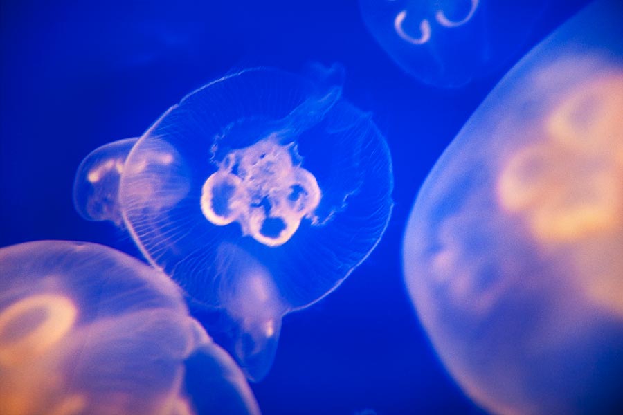 Vancouver Aquarium jellyfish (Day 77)