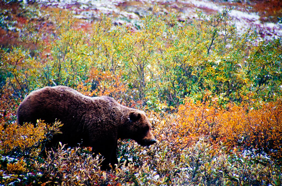 Bear in Autumn foliage, Denali National Park (Day 111)