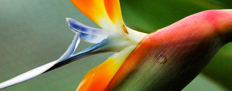 Bird of Paradise, Manjimup