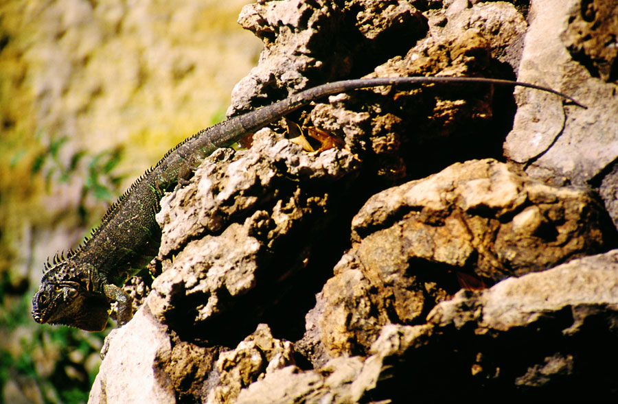 Iguana at the Zoologia, Tuxtla Gutierrez (Day 195)