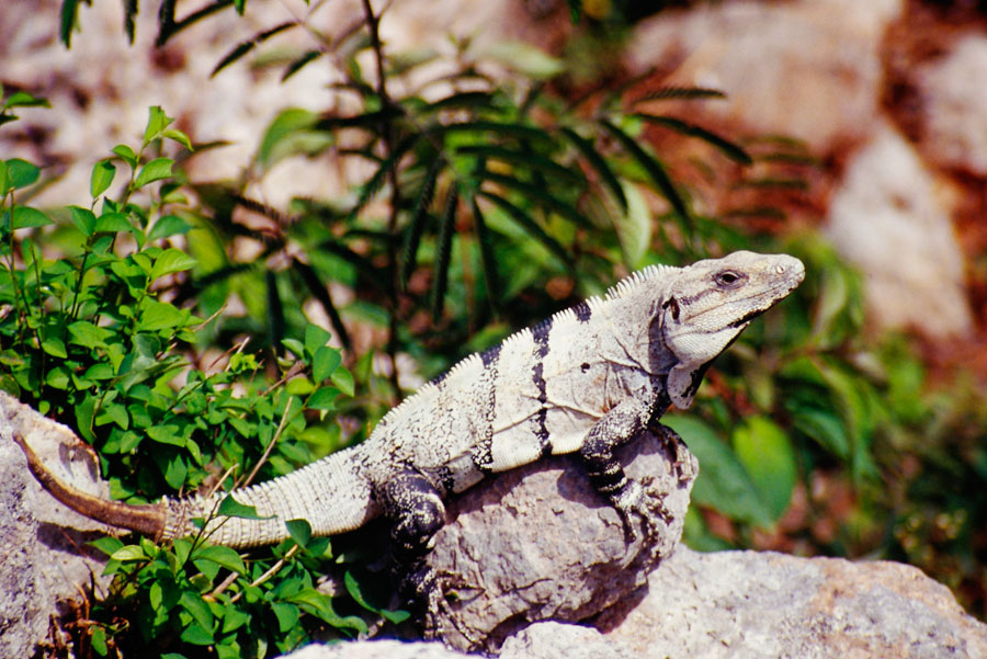 Iguana at Kabah Ruinas (Day 205)