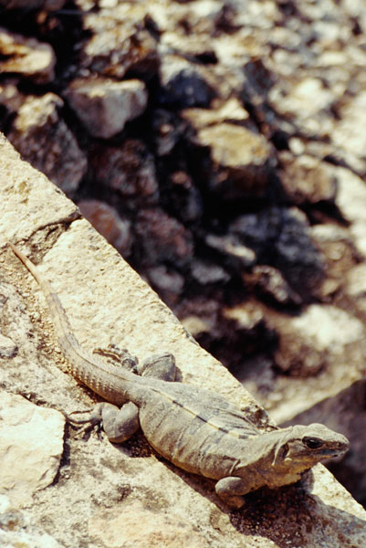 Iguana at Chichen Itza (Day 207)