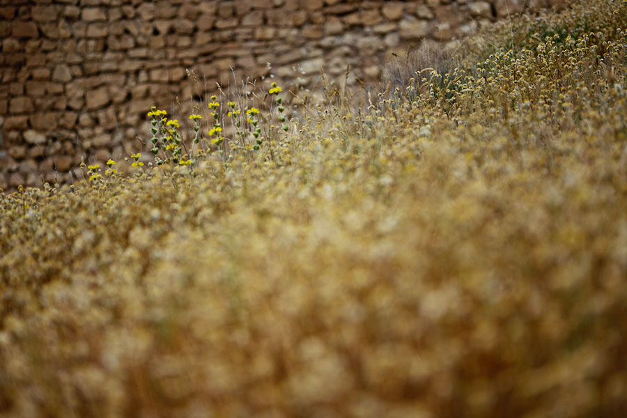 Dried grass, Bocairent