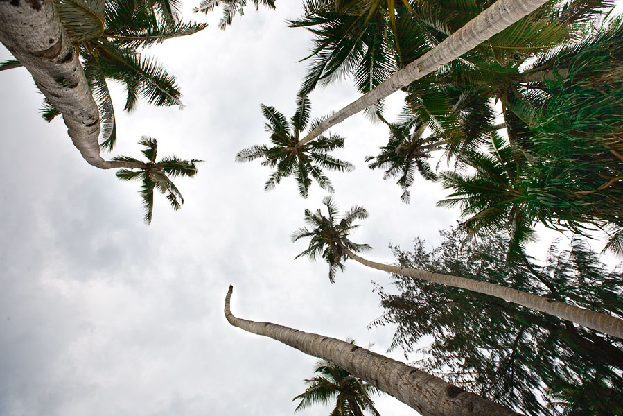 Boracay palm trees