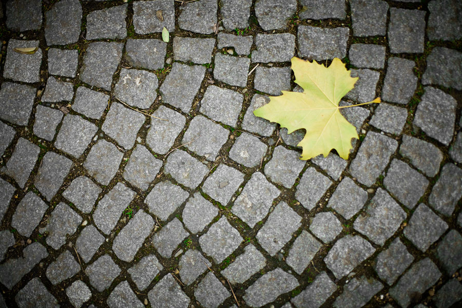 Leaf on paved road