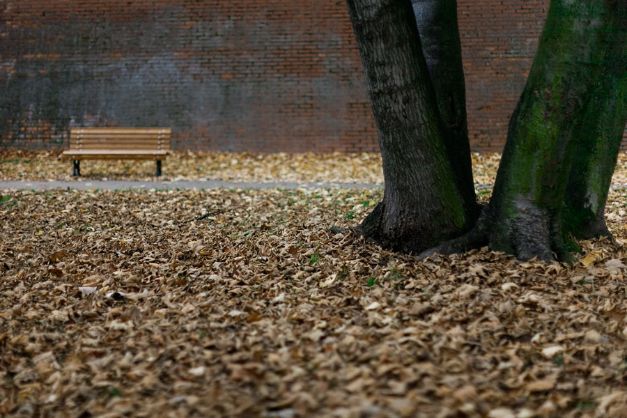 Leaves, tree and bench