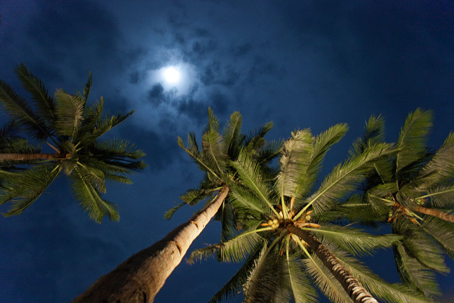 Camiguin palm trees at night