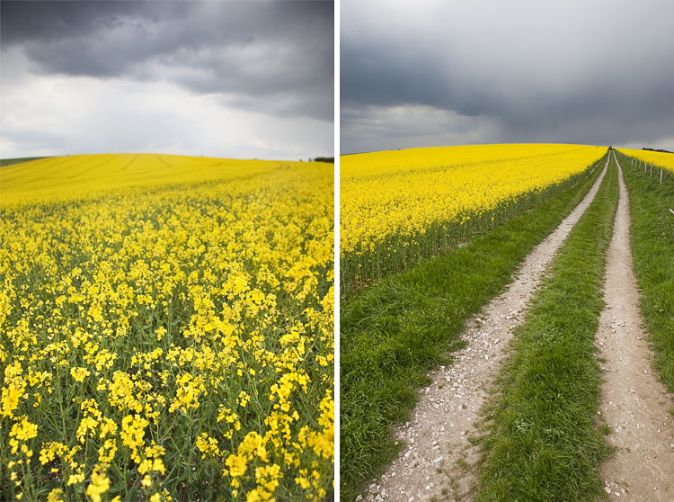 Brighton Ditchling Beacon Rapeseed Field