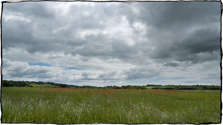 Bicycle Touring East Sussex - Poppies