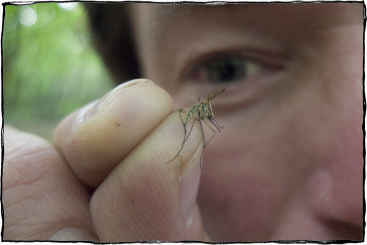 Bicycle Touring East Sussex - Mosquito