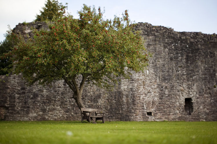 Tree near the Abergavenny castle ruins