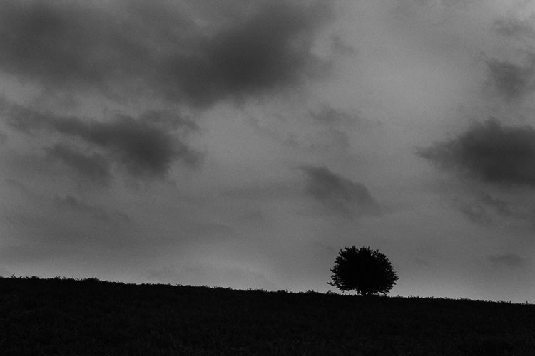 A lone bush along the side of Sugarloaf hill (Y Fal) in Abergavenny