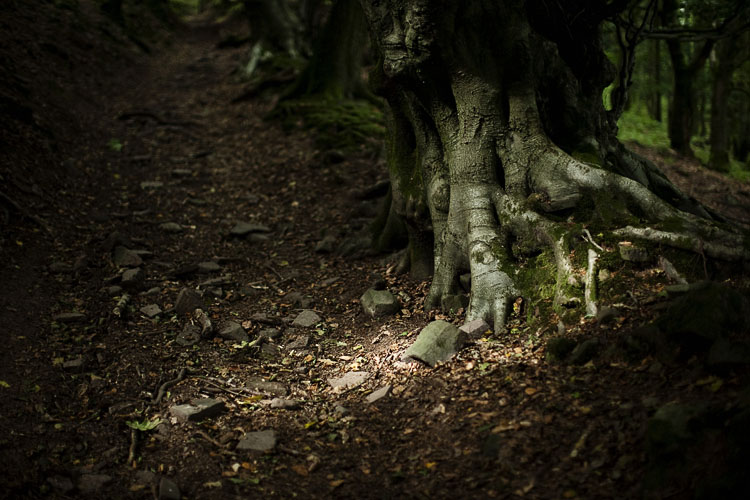 Sunlight touches the trunk of another tree in Abergavenny on our walk back from Sugarloaf (Y Fal) hill