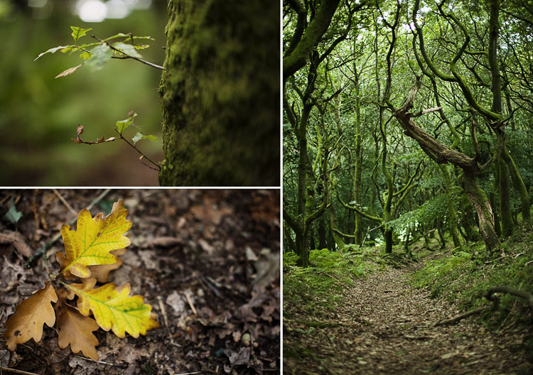 Some details of the forest near Abergavenny on our walk back from Sugarloaf (Y Fal) hill