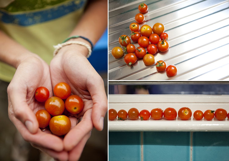 Freshly picked cherry tomatoes from our Brighton garden