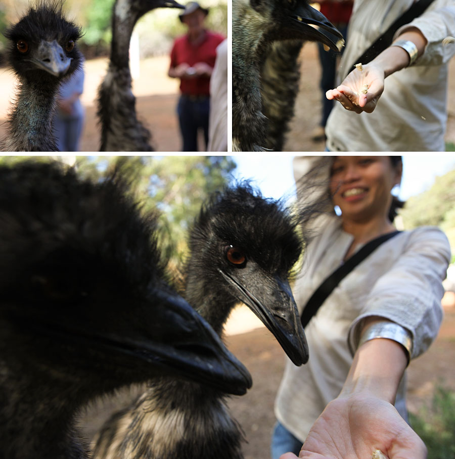 Feeding emus