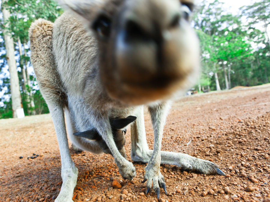 Kangaroo and joey up close