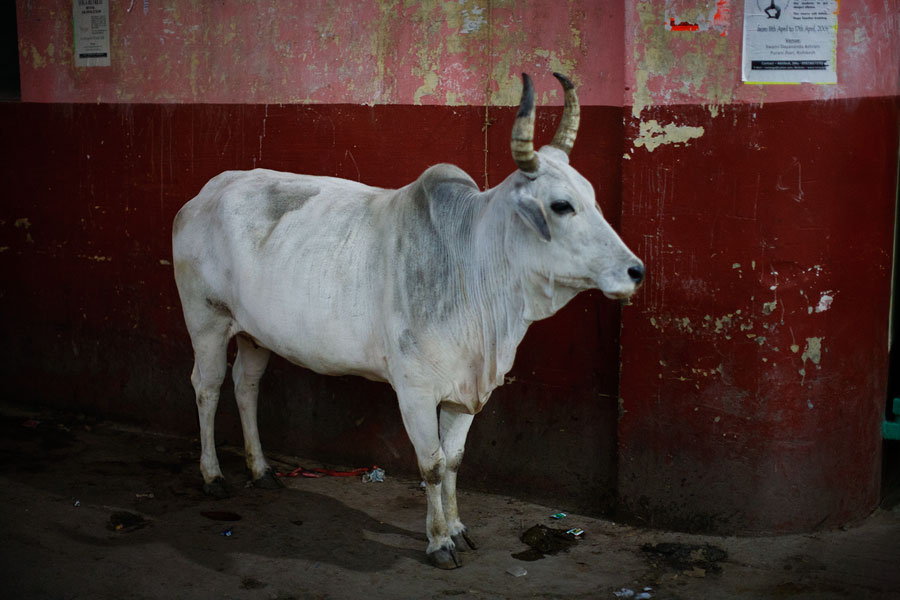 Rishikesh cow