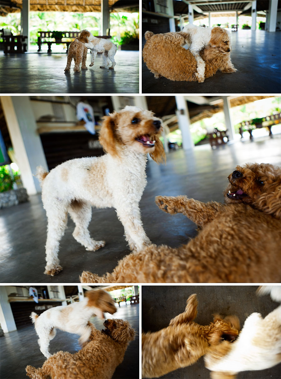 Dogs fighting at Kapuluan Vista Resort Beach Resort, Pagudpud, Philippines