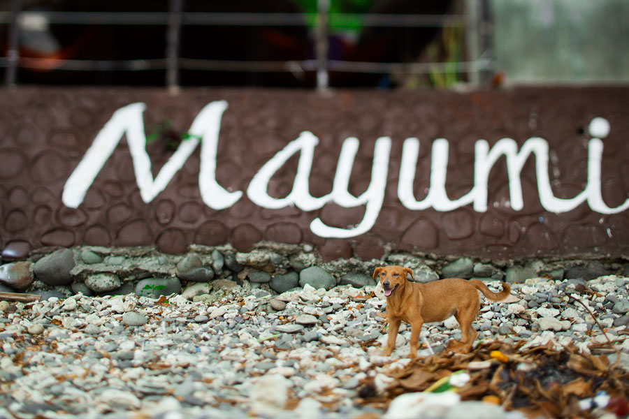 Stray dog, Mayumi Dive Resort, Anilao, Batangas, Philippines