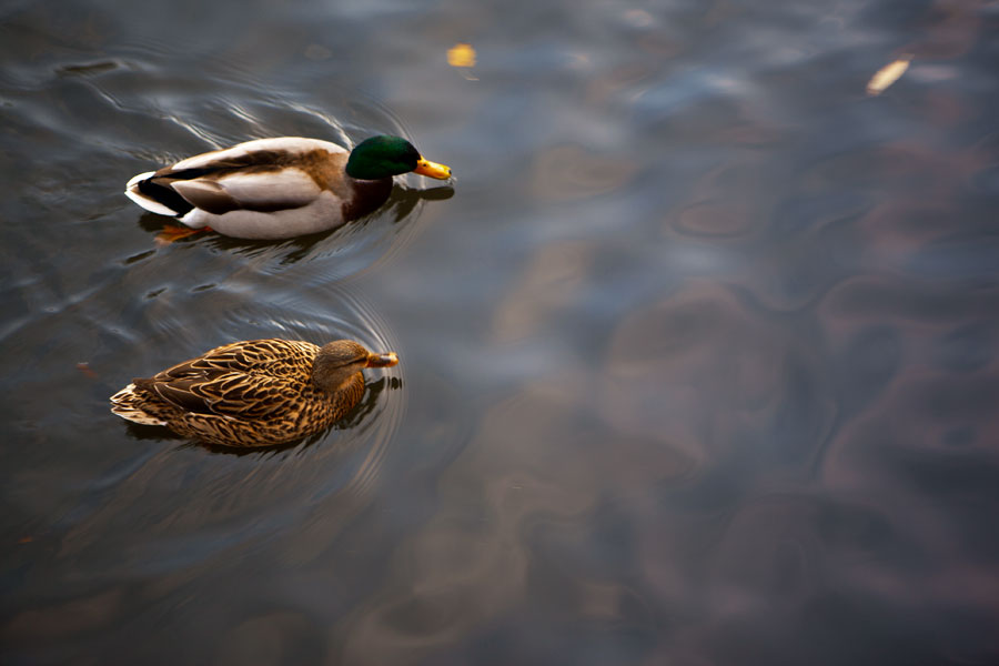 Ducks in the Avon River, Bath