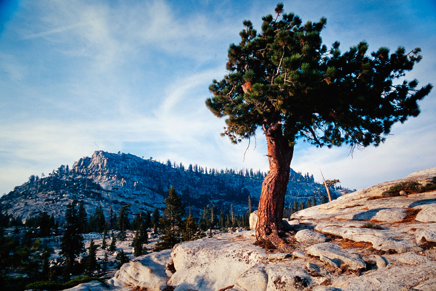 Yosemite tree