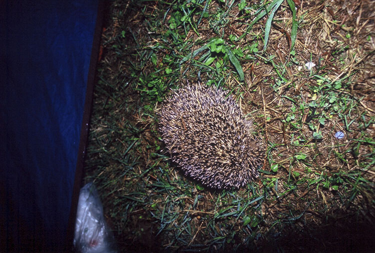 Hedgehog, St Jean de Luz [Day 9]