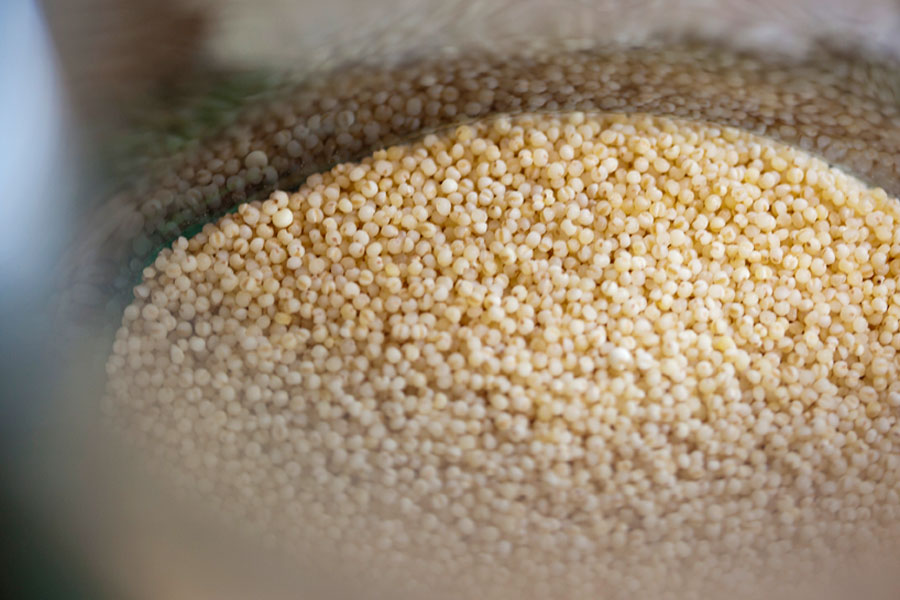 Millet for the homebrew gluten-free beer