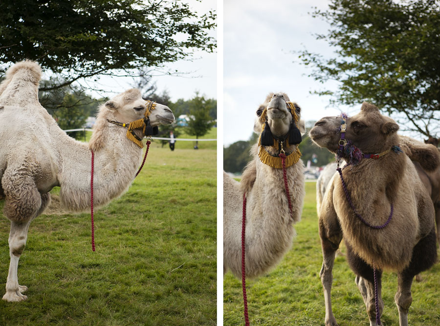 Camels at Wilderness Festival